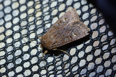 Ichneutica agorastis