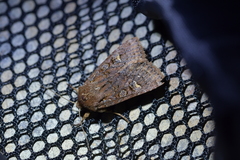 Ichneutica agorastis