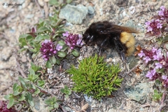 Bombus alpinus