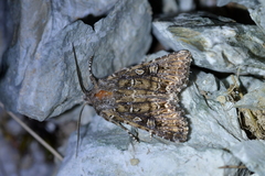 Ichneutica lithias