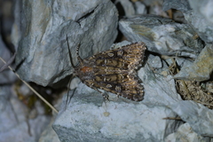 Ichneutica lithias