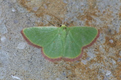 Eucrostes indigenata