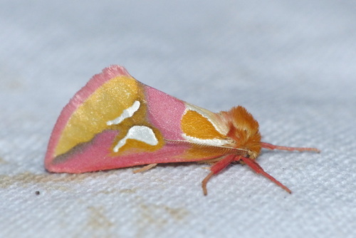 Axia margarita