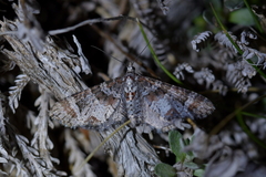 Pasiphila halianthes