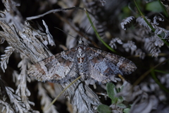 Pasiphila halianthes