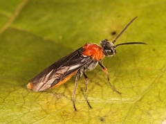 Dolerus aericeps