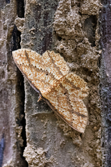 Synegia eumeleata