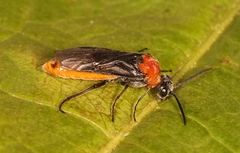 Dolerus aericeps