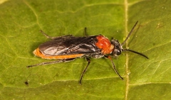 Dolerus aericeps