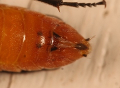 Dolerus aericeps
