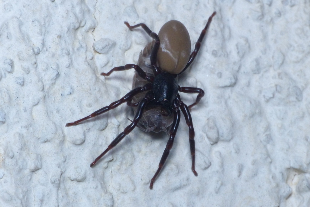 Dysdera nicaeensis