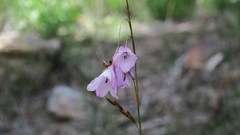 Dierama pendulum