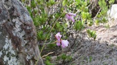 Dierama pendulum