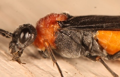 Dolerus aericeps