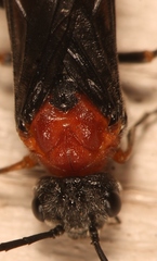 Dolerus aericeps