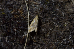 Glaucocharis interrupta