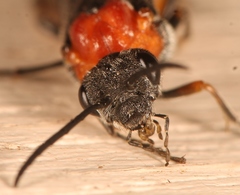 Dolerus aericeps