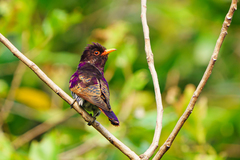 Chrysococcyx xanthorhynchus