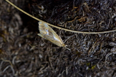 Glaucocharis interrupta