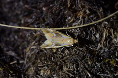 Glaucocharis interrupta