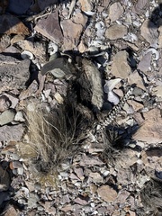 Spheniscus magellanicus