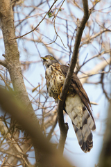 Hierococcyx sparverioides