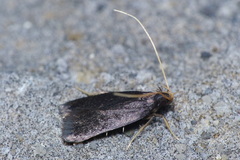 Lecithocera nigrana
