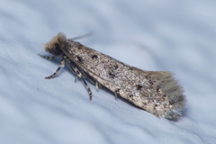 Ateliotum petrinella