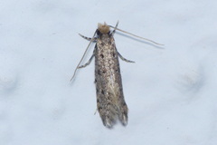 Ateliotum petrinella