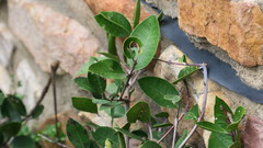 Lauridia reticulata
