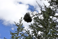 Chrysomyxa arctostaphyli