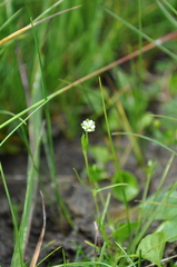 Sagina saginoides