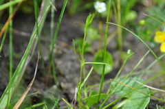 Sagina saginoides