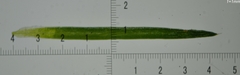 Sagina saginoides