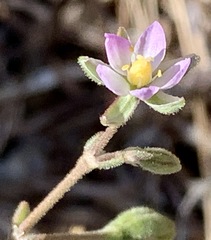 Spergularia tasmanica