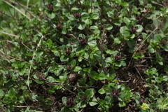 Thymus nummularius