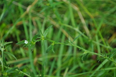 Buglossoides arvensis arvensis