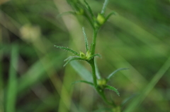 Buglossoides arvensis arvensis