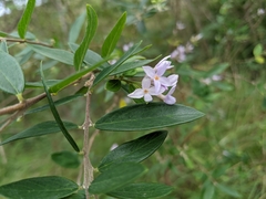 Daphne genkwa