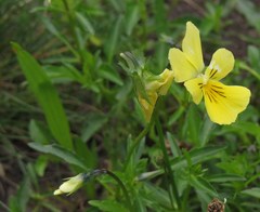 Viola lutea calaminaria