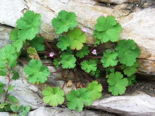 Mekana iglica (Geranium rotundifolium)