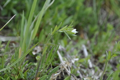 Buglossoides arvensis arvensis
