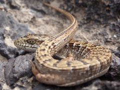 Elgaria multicarinata multicarinata