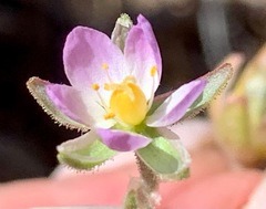 Spergularia tasmanica
