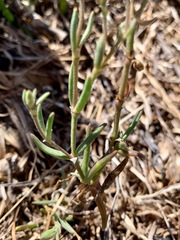 Spergularia tasmanica