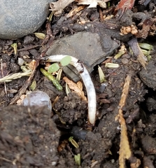 Insecta