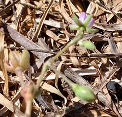 Spergularia tasmanica