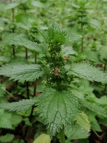 pŕhľava malá (Urtica urens)