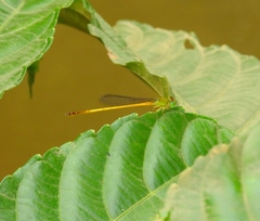 Ceriagrion chromothorax