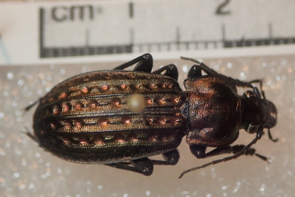 Carabus clatratus clatratus